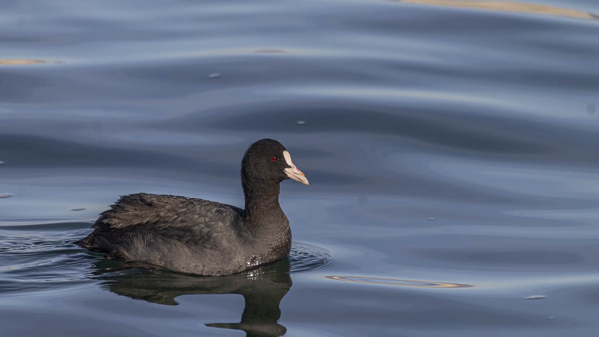 Eurasian Coot